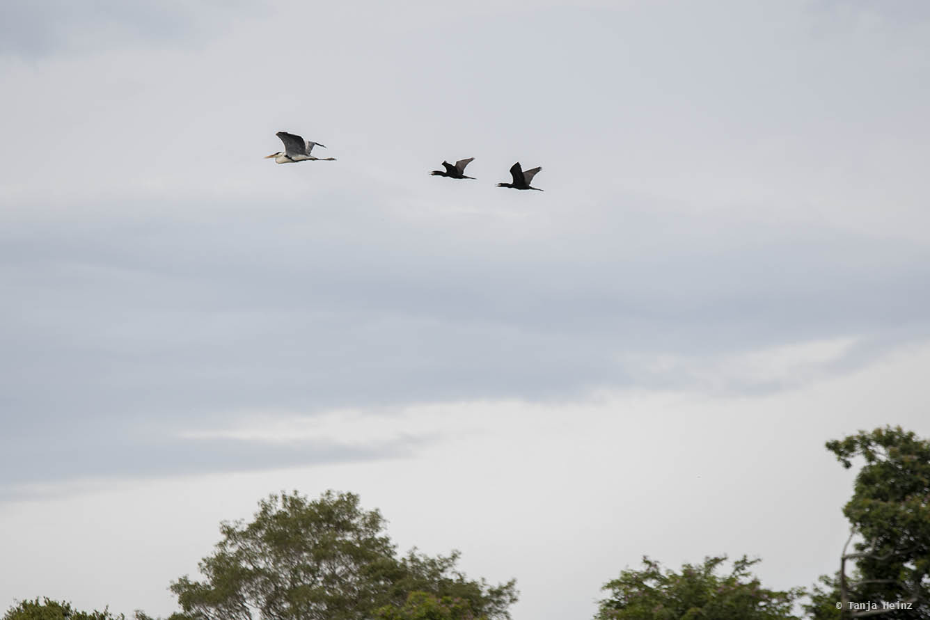 Pantanal-Brazil