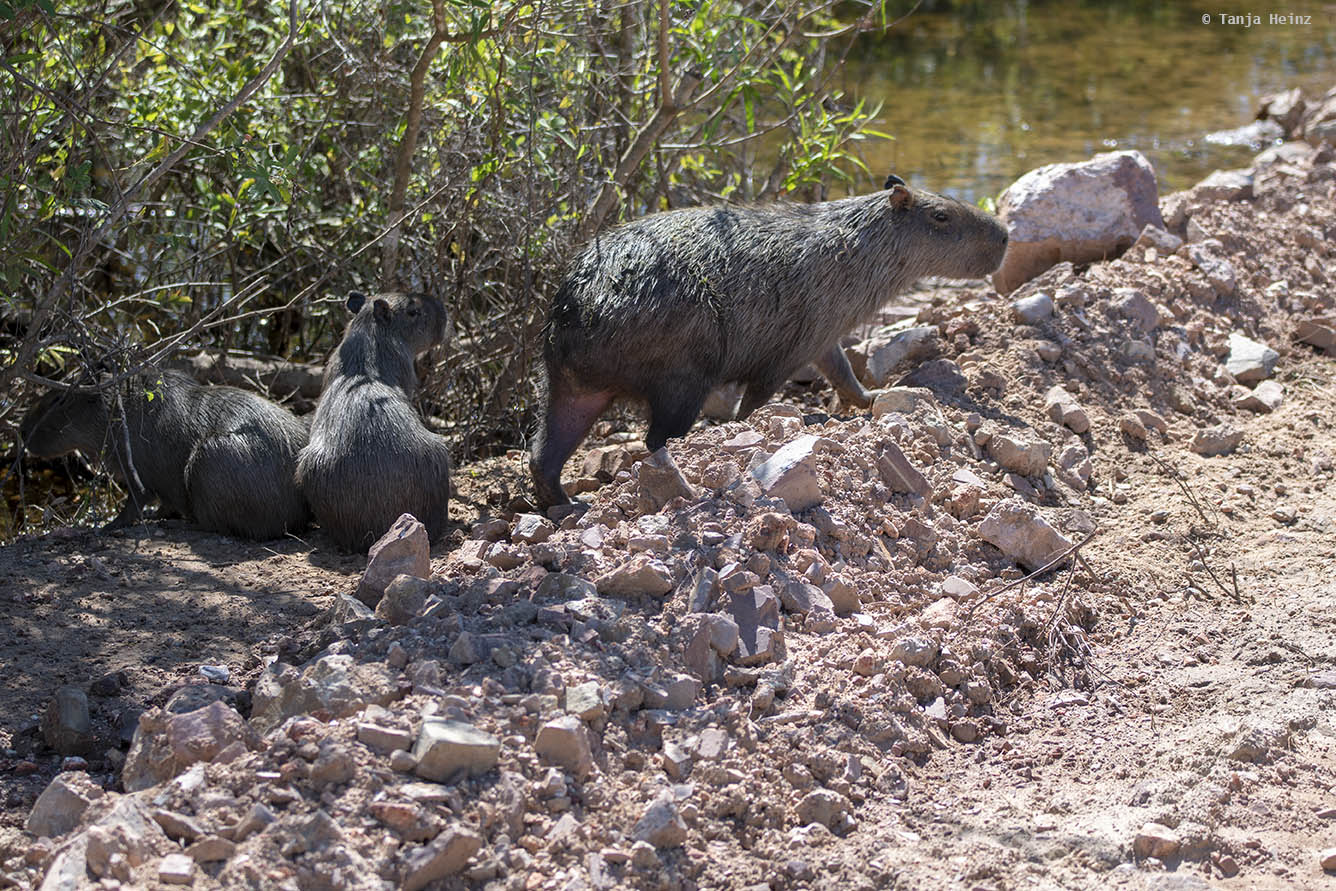 Pantanal-Brazil