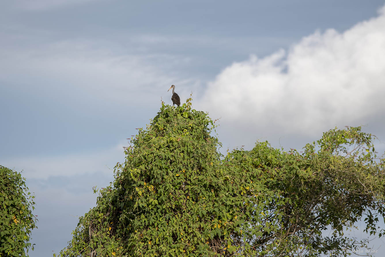 Pantanal-Brazil