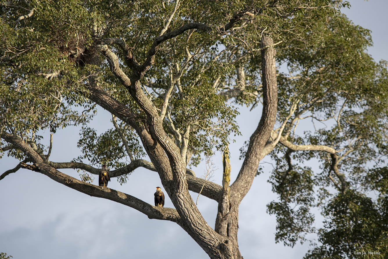 Pantanal-Brazil