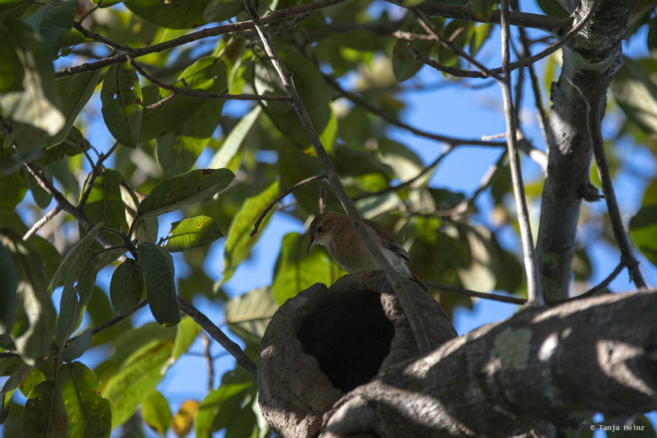 Pantanal-Brazil