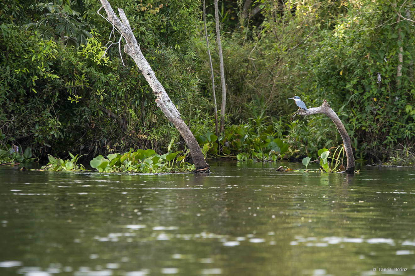 Pantanal-Brazil