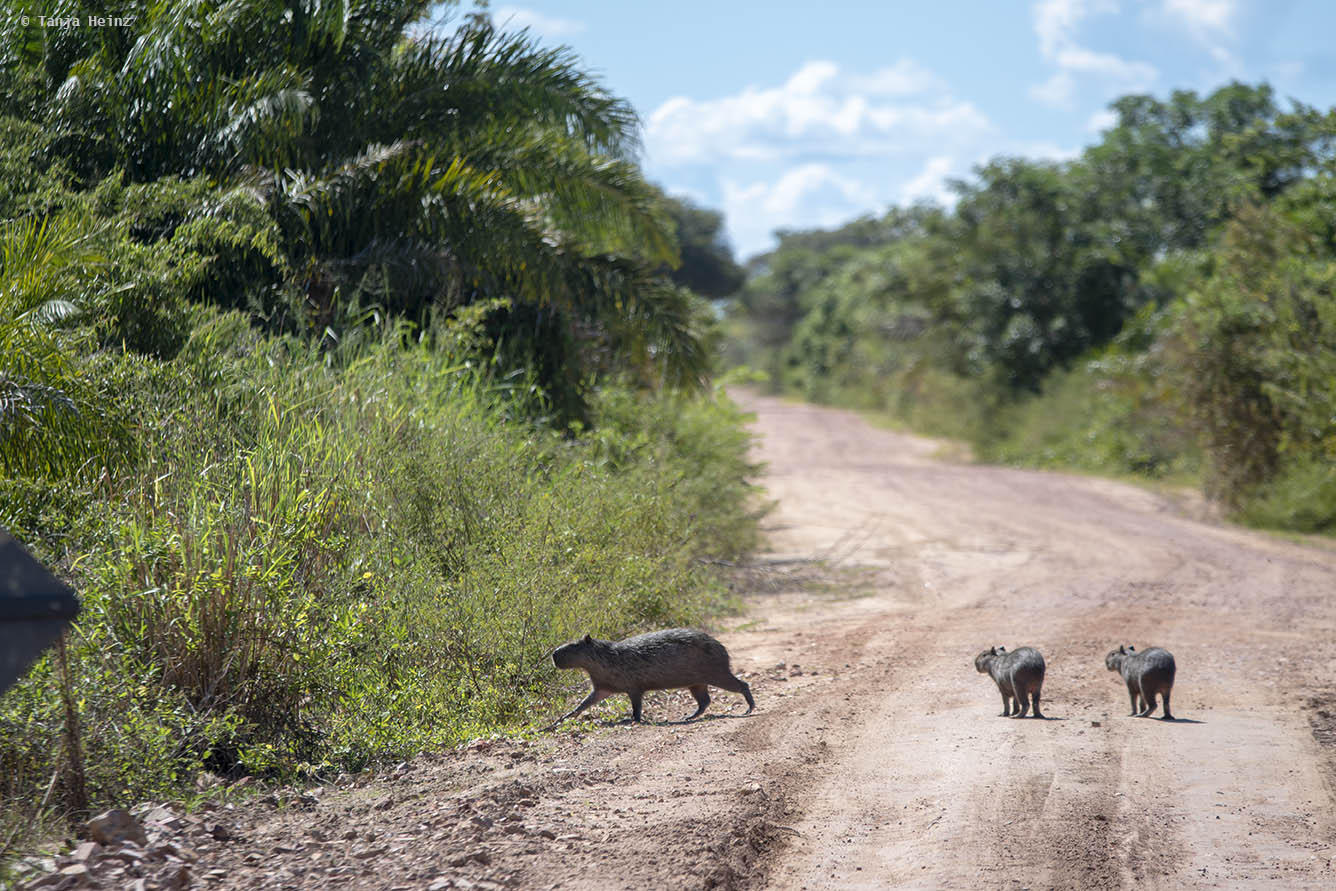 Pantanal-Brazil