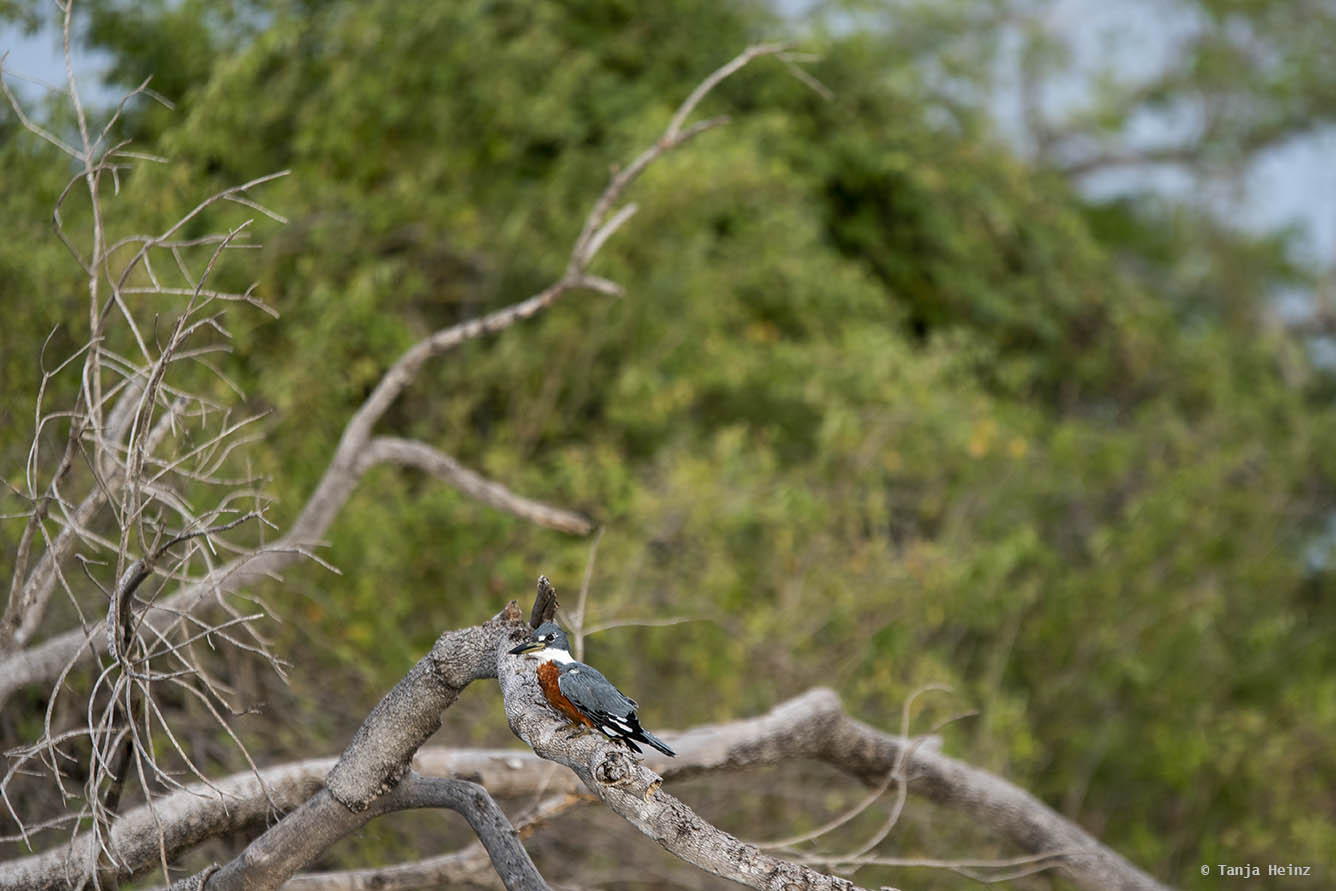 Pantanal-Brazil