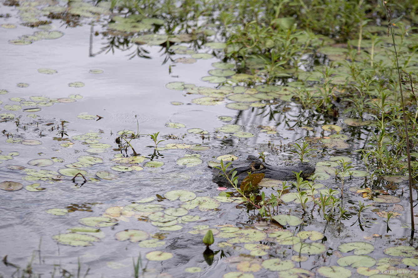 Pantanal-Brazil