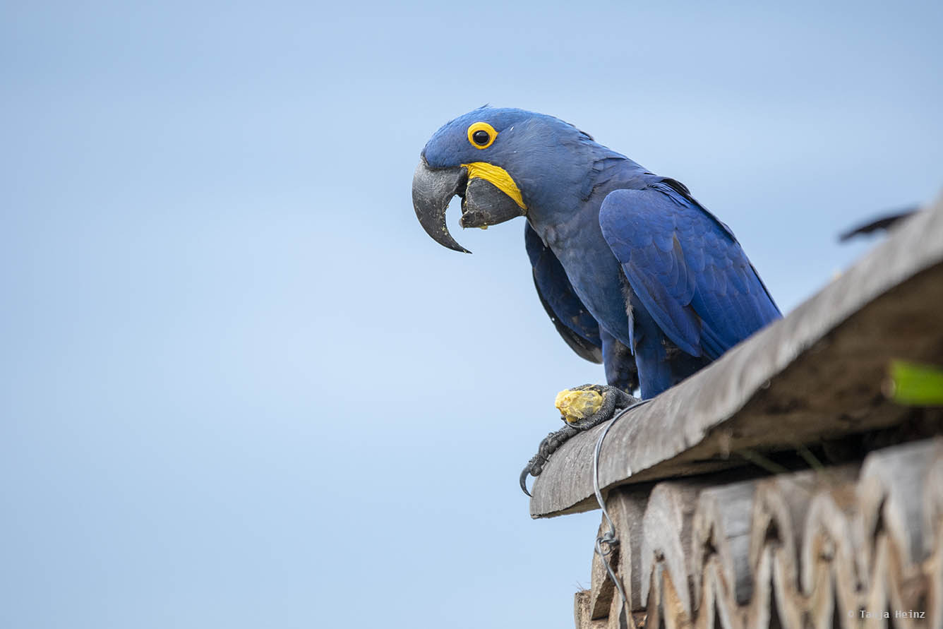 Pantanal-Brazil
