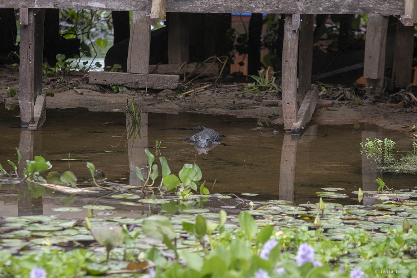 Pantanal-Brazil