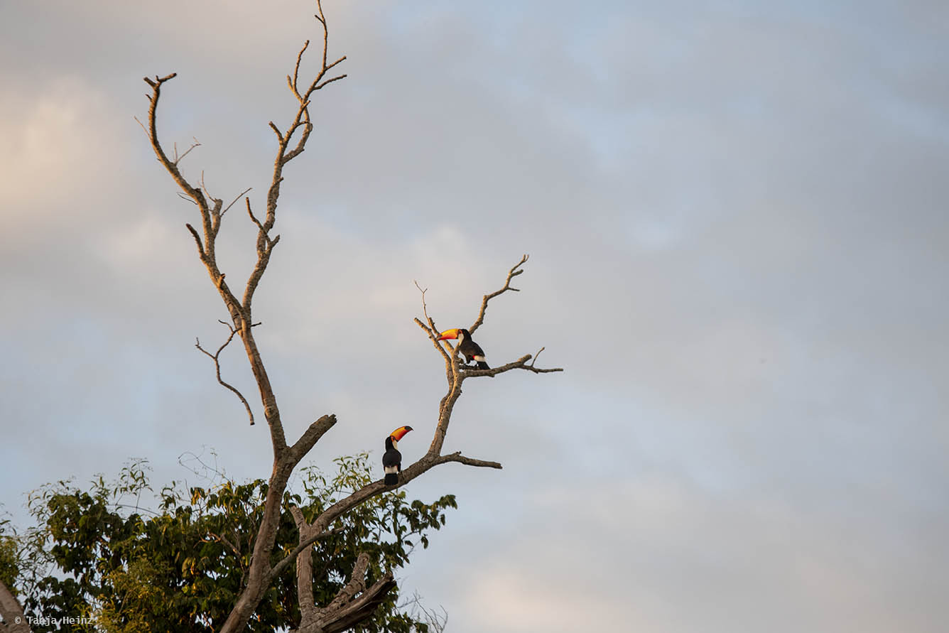 Pantanal-Brazil