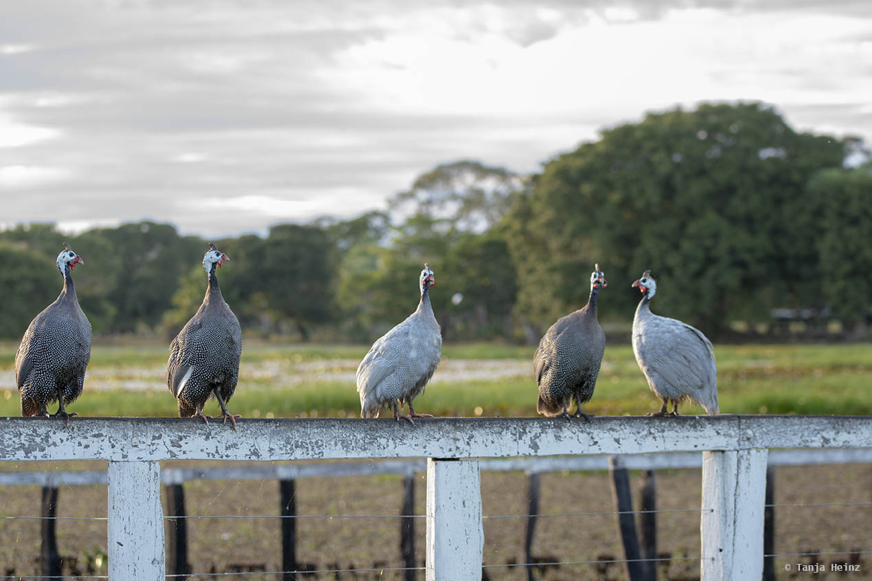 Pantanal-Brazil