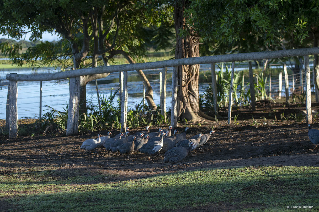 Pantanal-Brazil