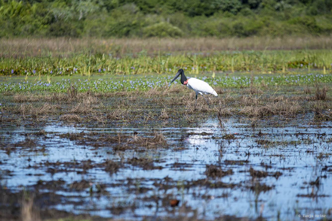 Pantanal-Brazil