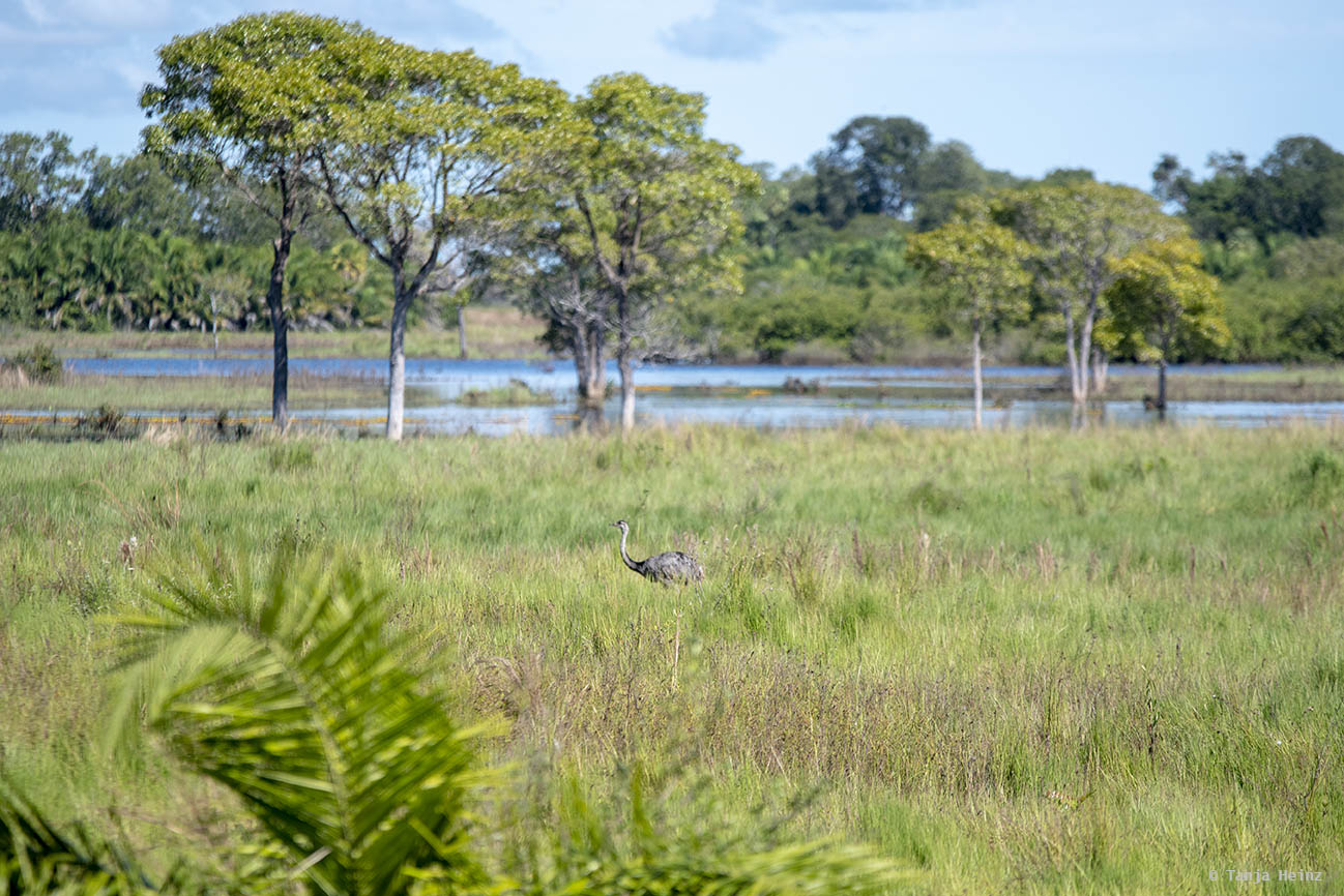 Pantanal-Brazil