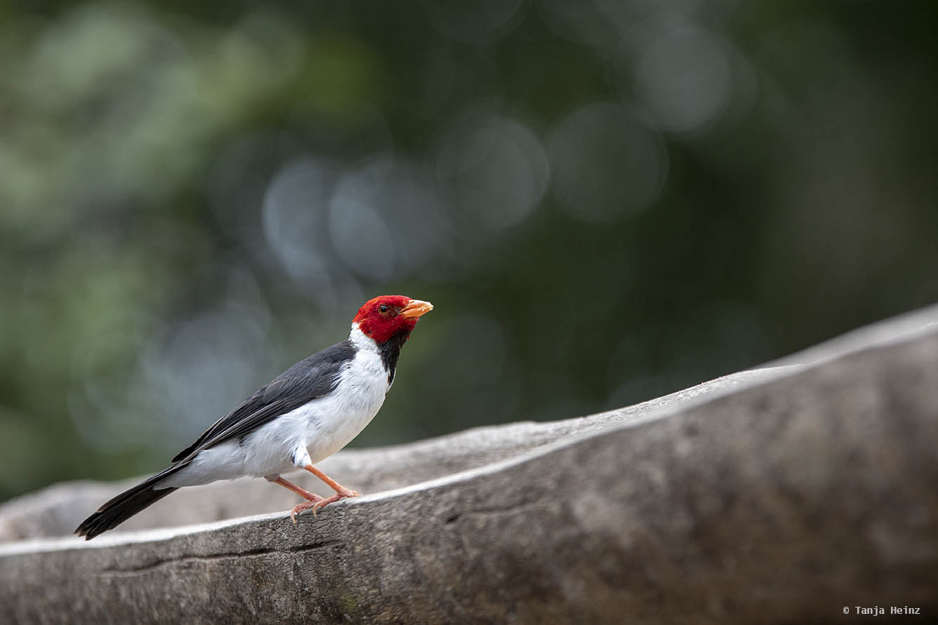 Pantanal-Brazil