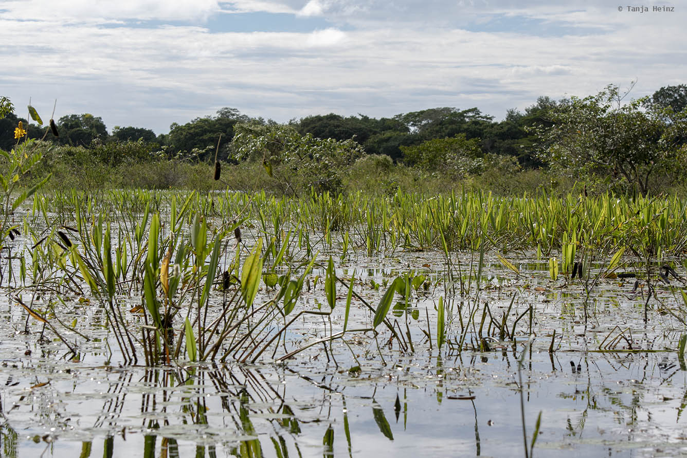 Pantanal-Brazil