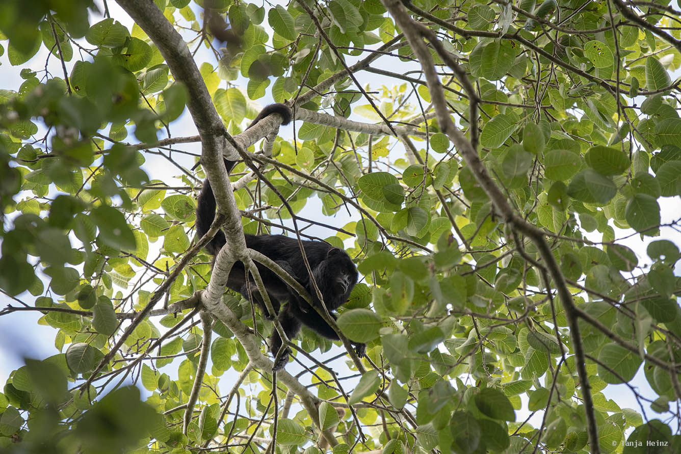 Pantanal-Brazil