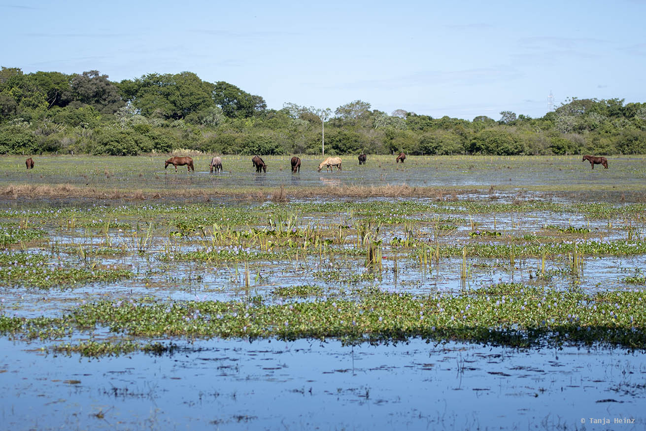 Pantanal-Brazil