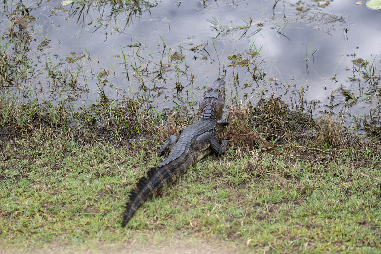 Pantanal-Brazil