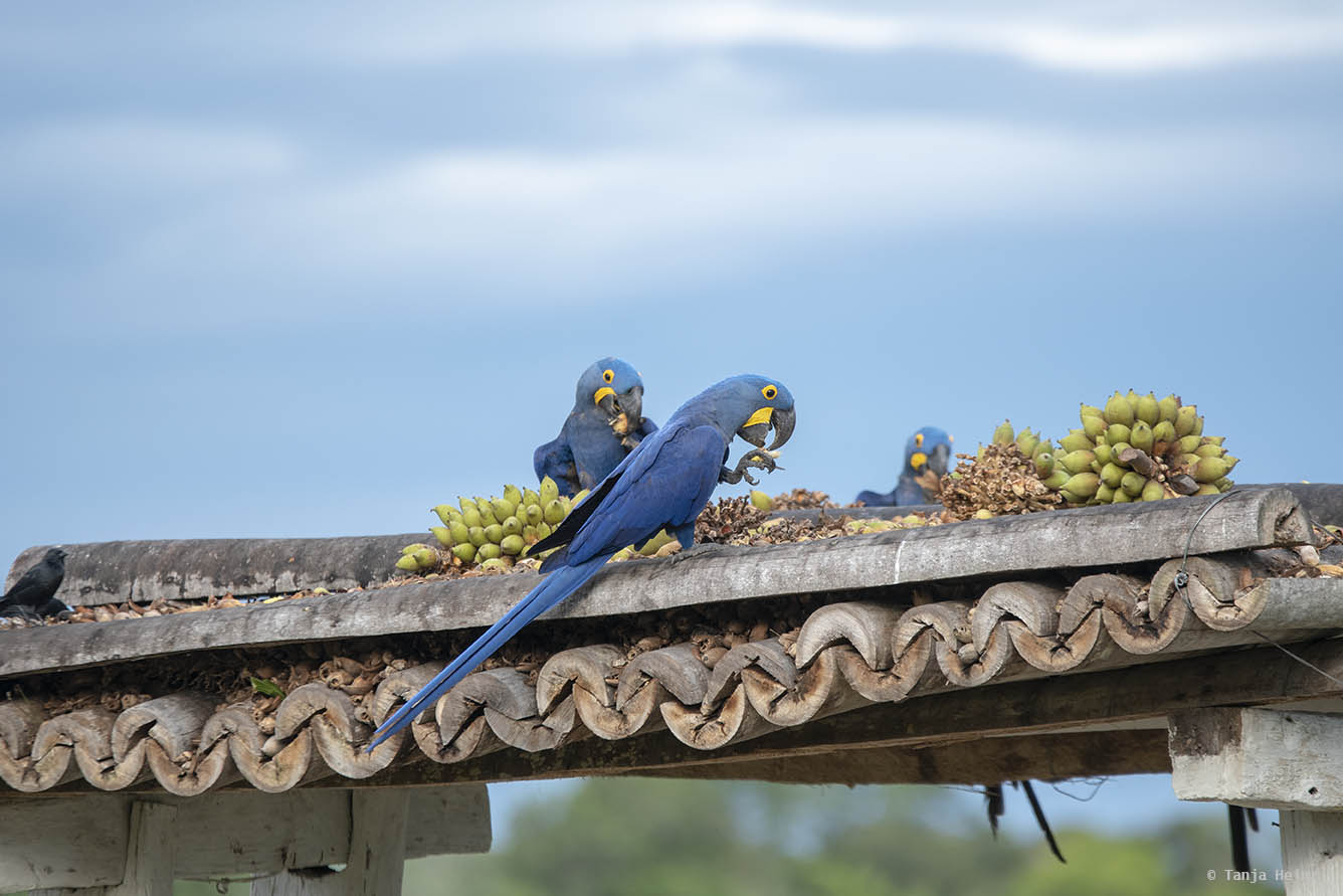 Pantanal-Brazil