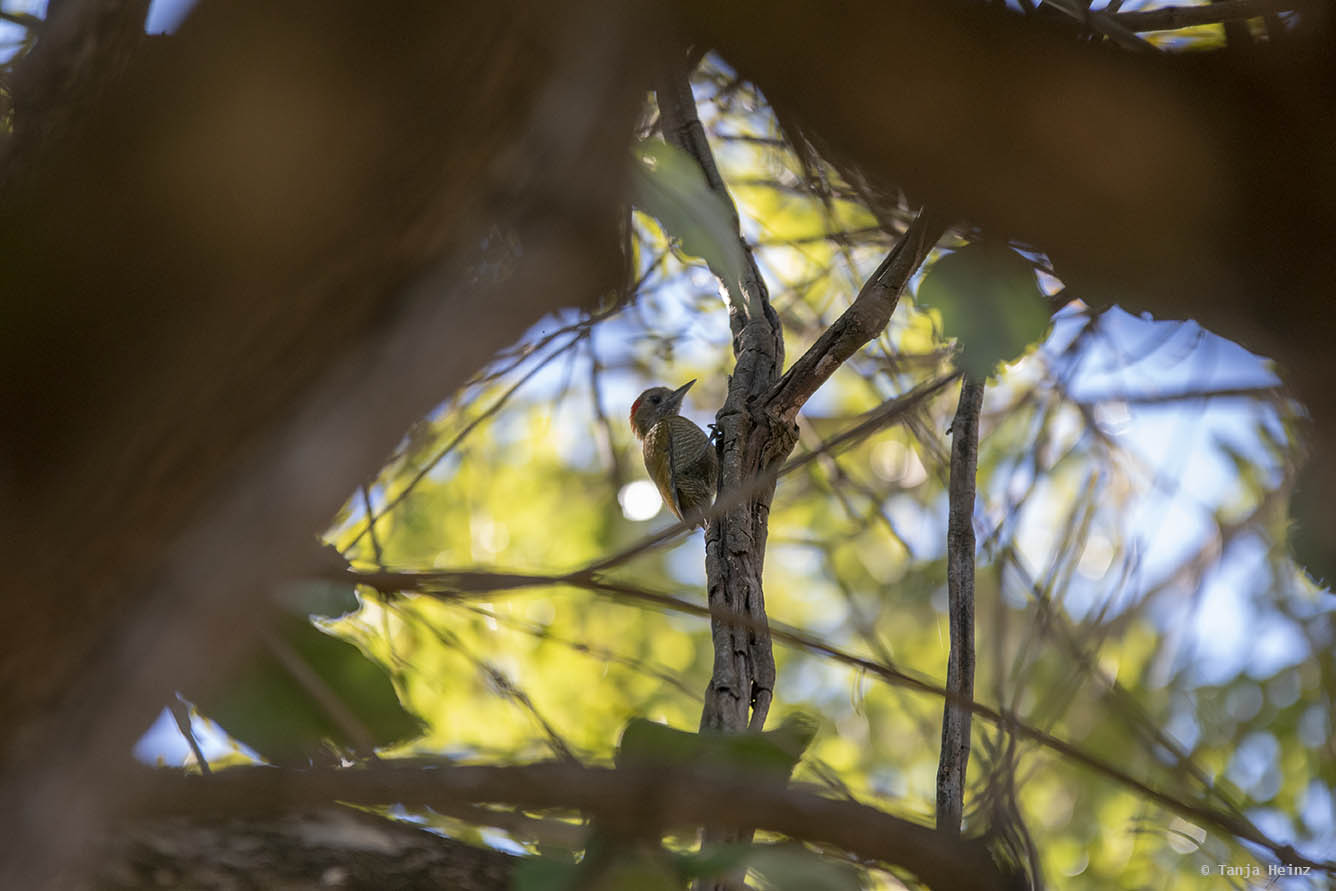 Pantanal-Brazil