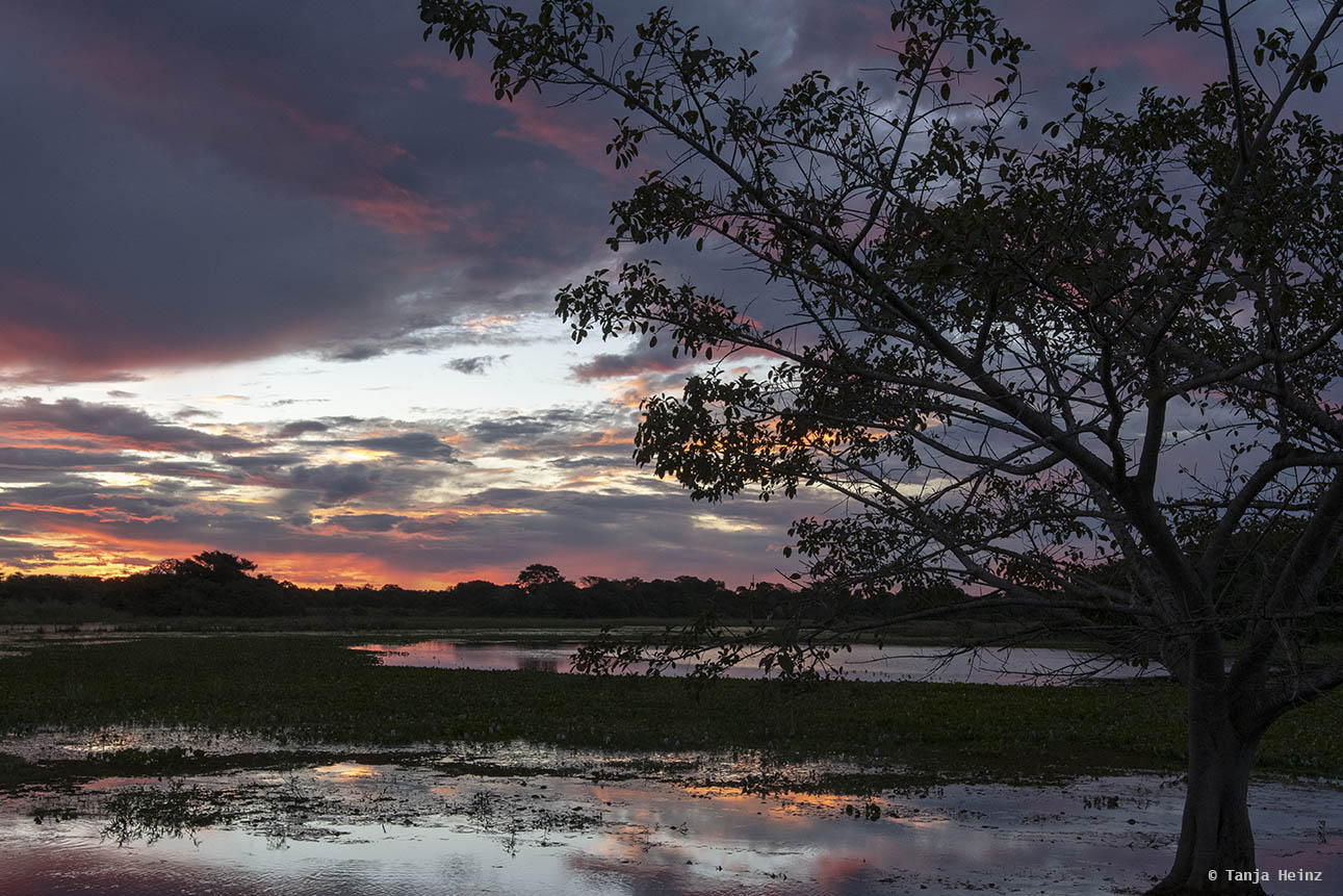 Pantanal-Brazil