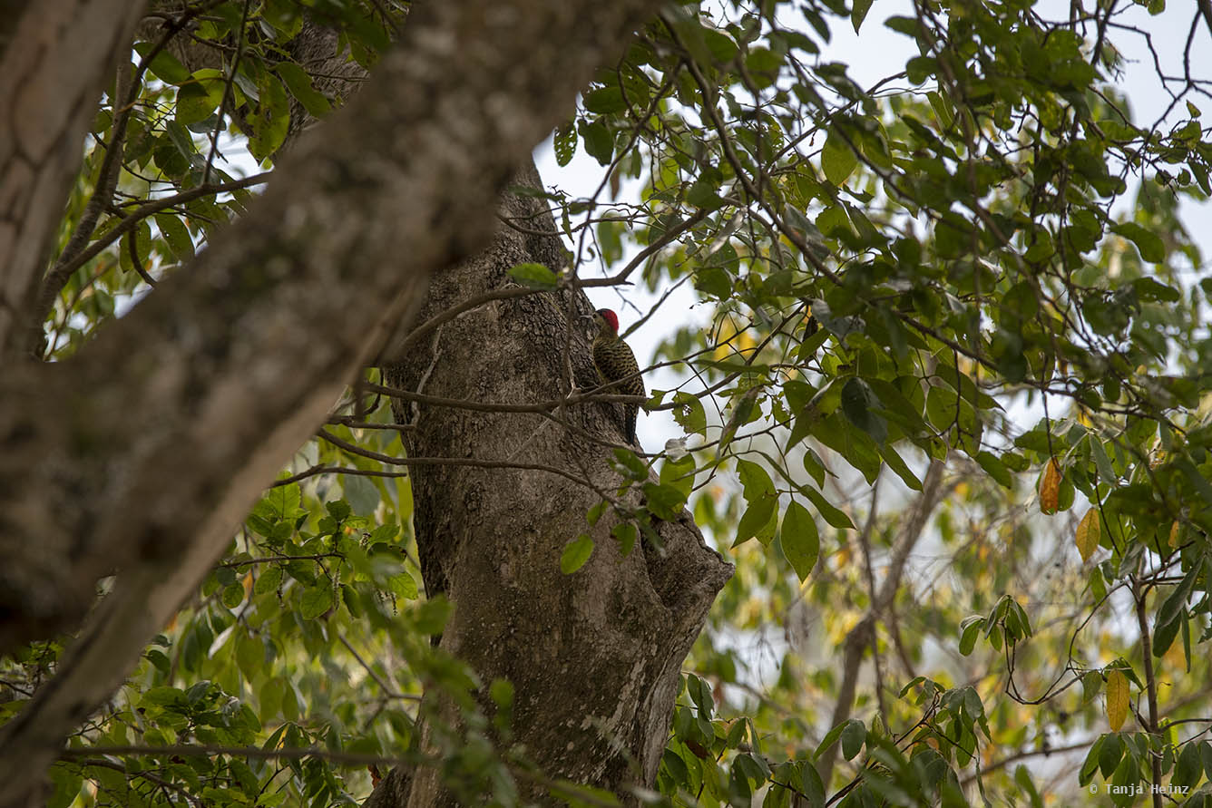 Pantanal-Brazil