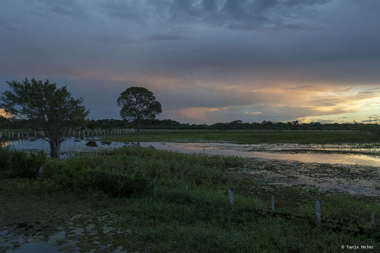 Pantanal-Brazil