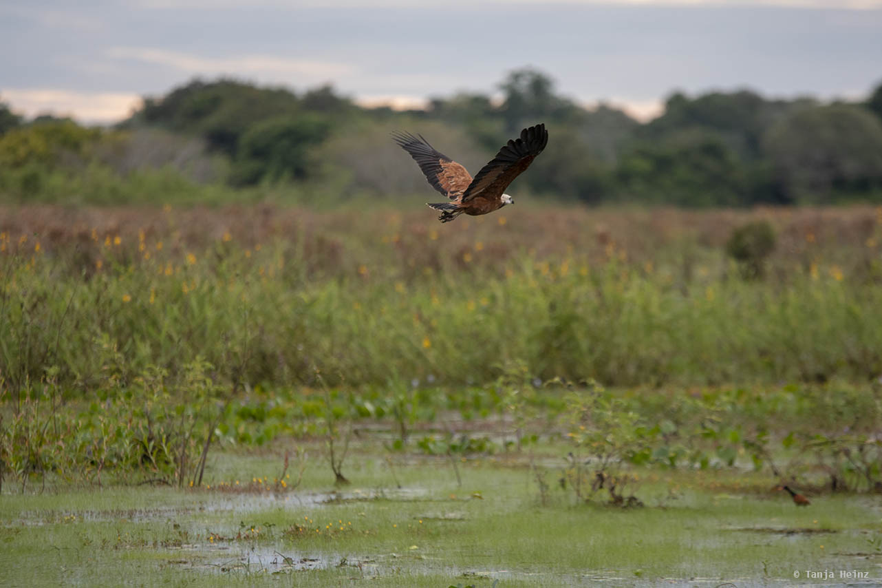 Pantanal-Brazil