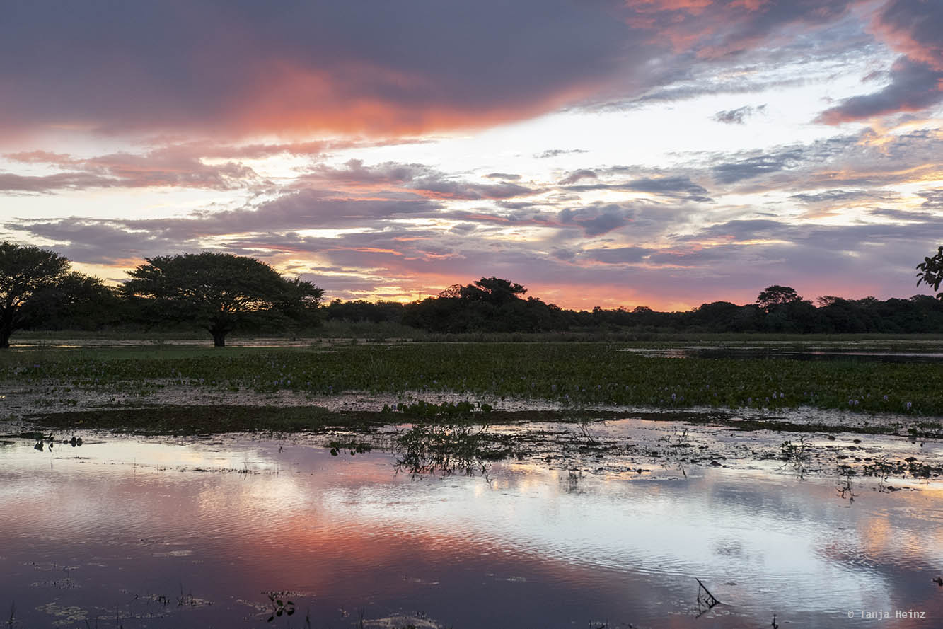 Pantanal-Brazil