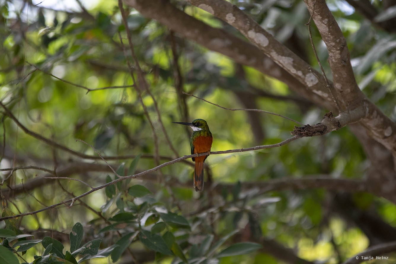 Pantanal-Brazil