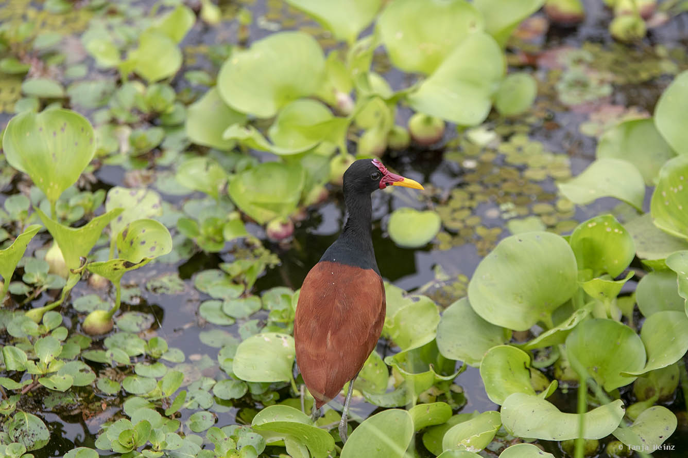 Pantanal-Brazil