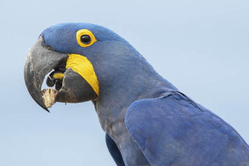 Pantanal-Brazil