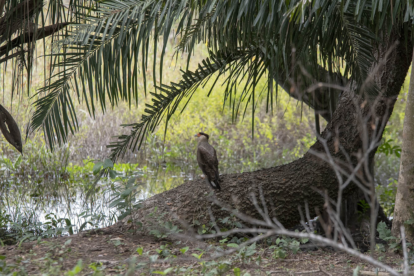 Pantanal-Brazil