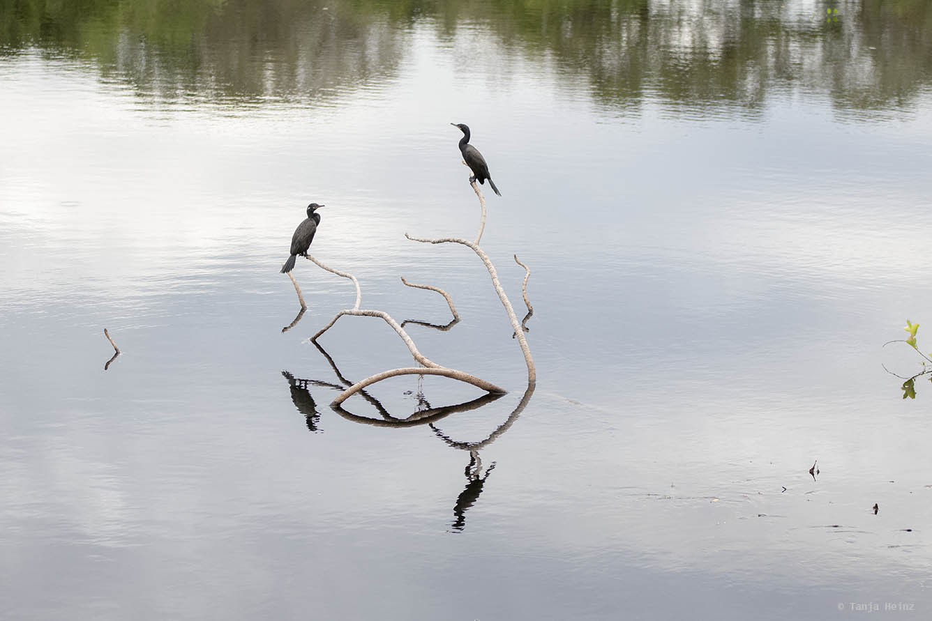 Pantanal-Brazil