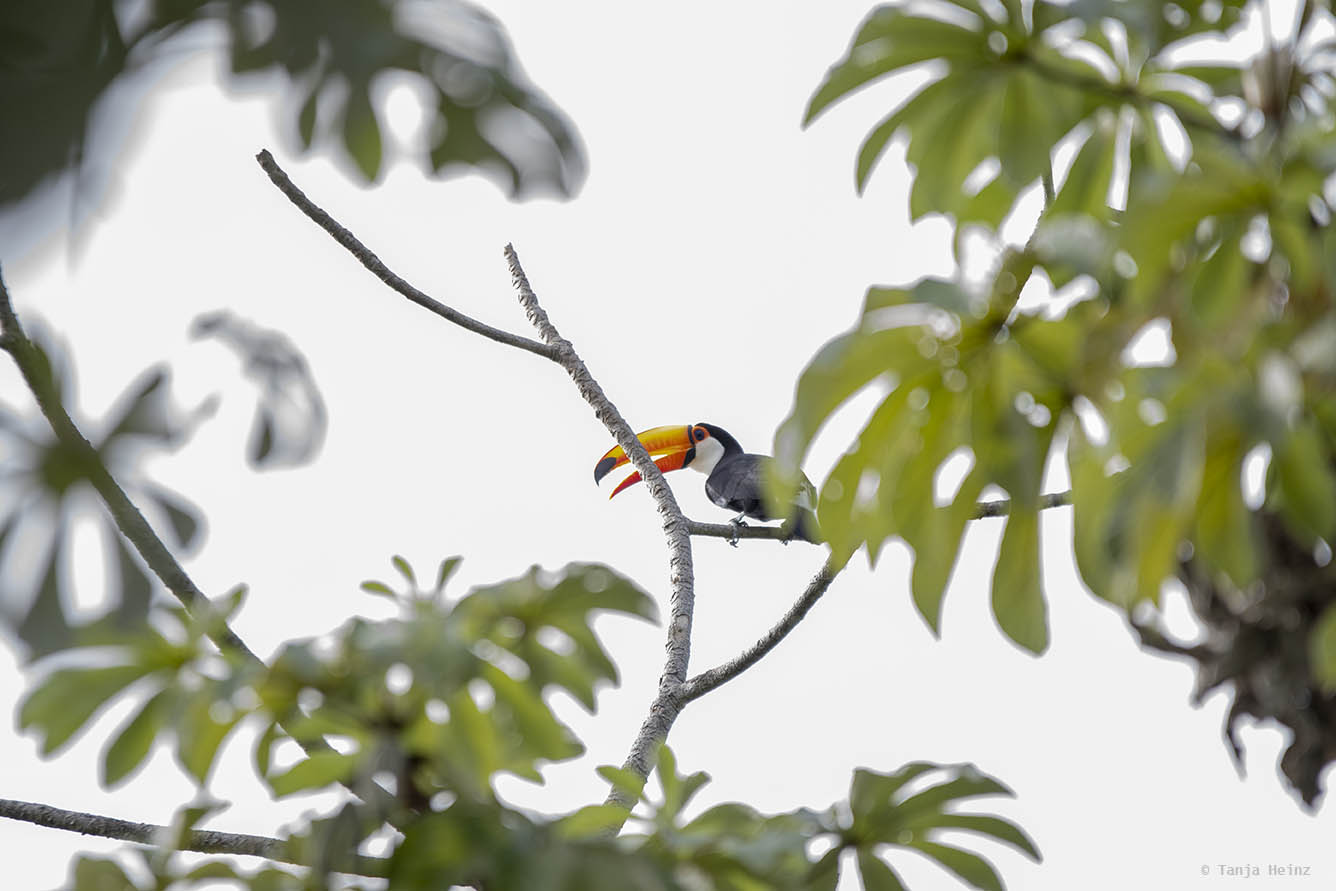 Pantanal-Brazil
