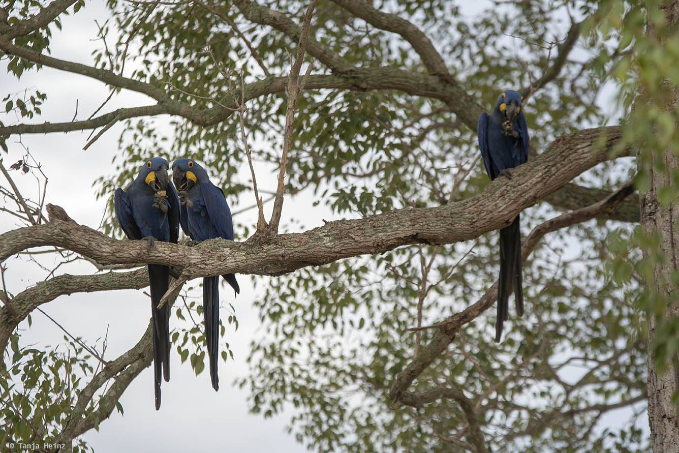 Pantanal-Brazil