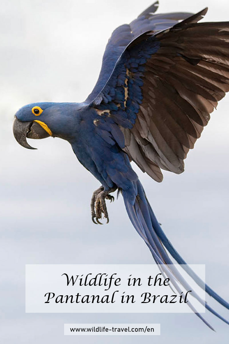 Pantanal-Brazil