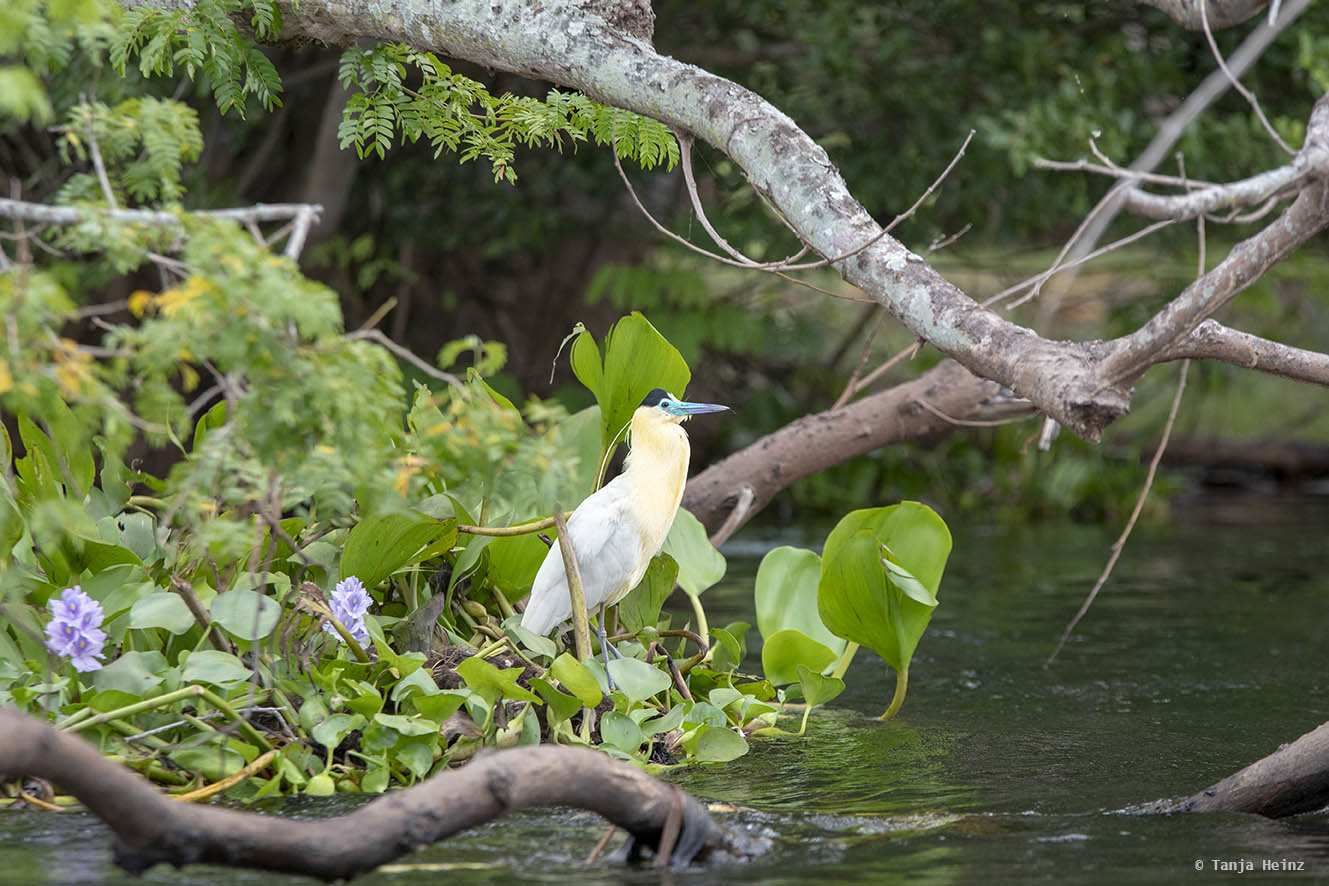 Pantanal-Brazil