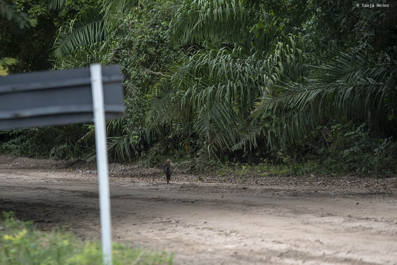 Pantanal-Brazil