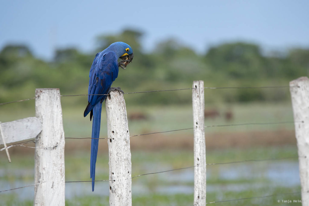 Pantanal-Brazil