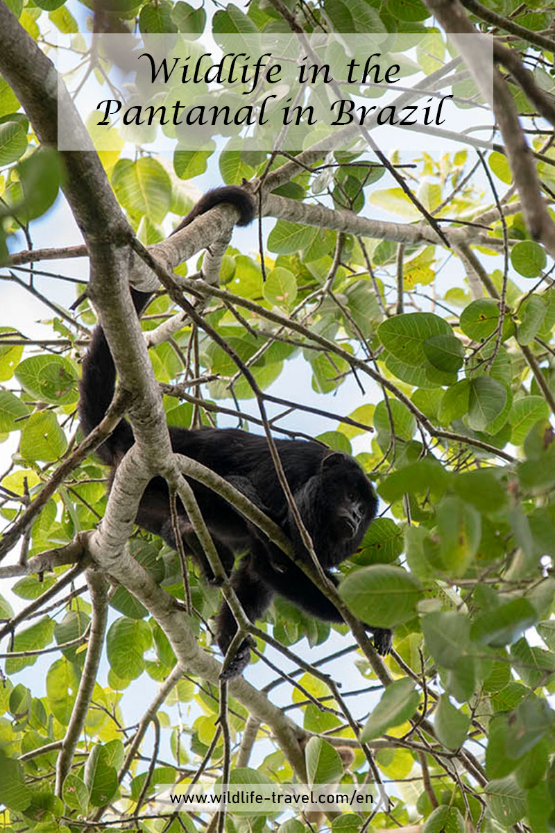 Pantanal-Brazil