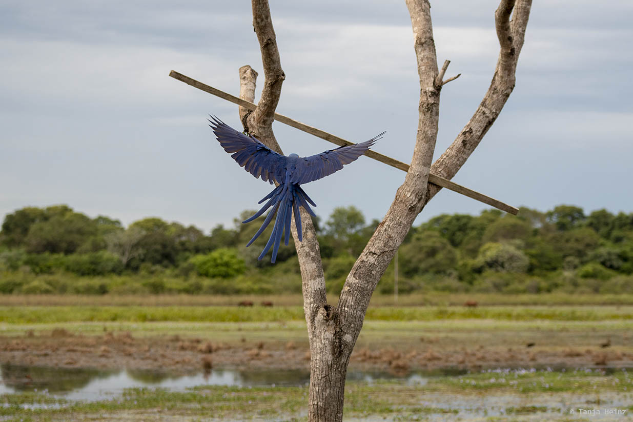 Pantanal-Brazil