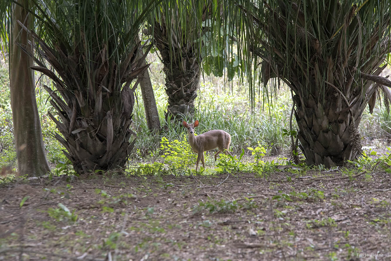 Pantanal-Brazil
