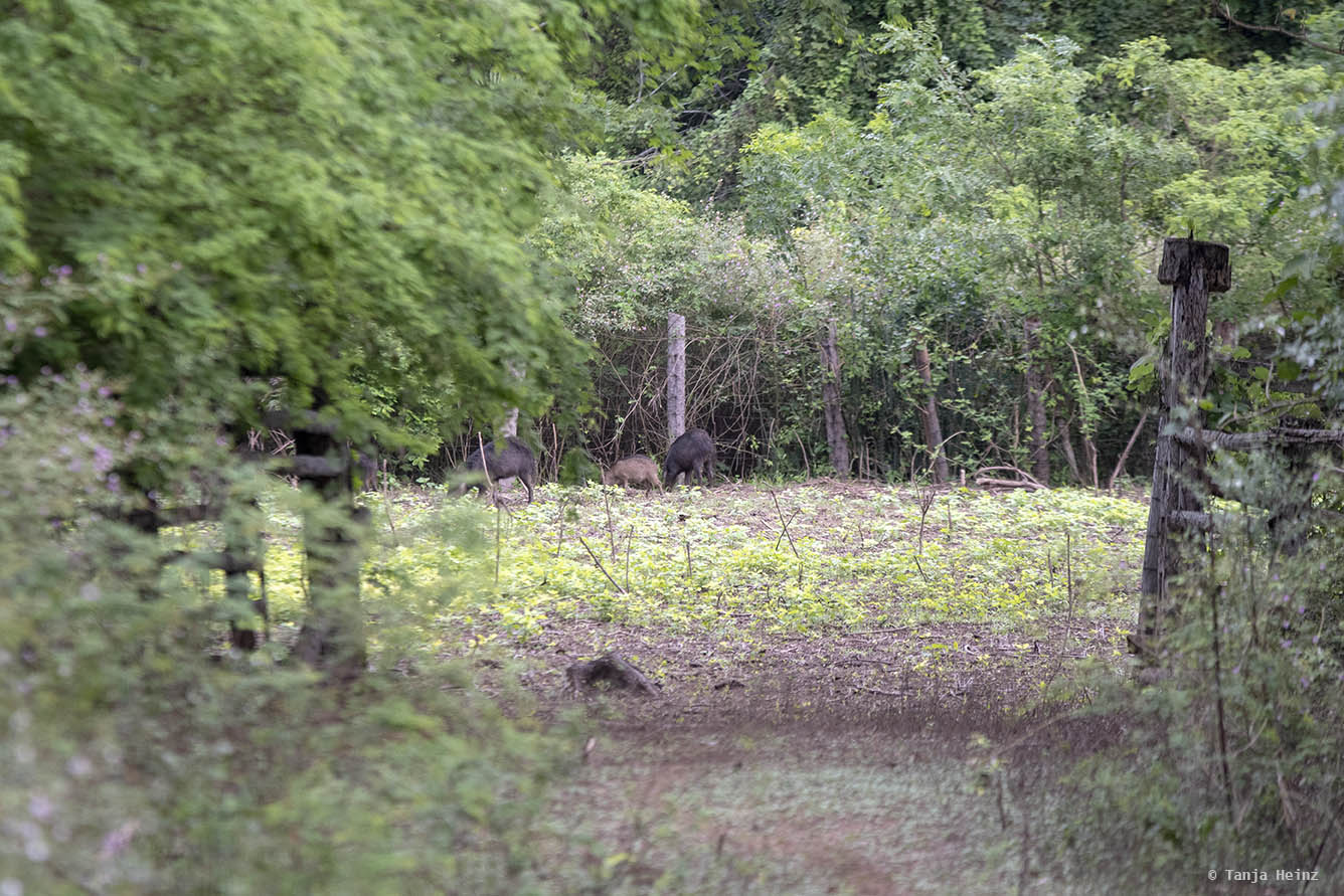 Pantanal-Brazil