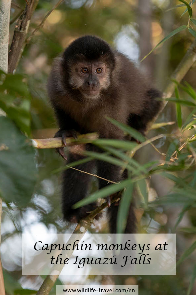 capuchin-monkeys-iguazú-national-park