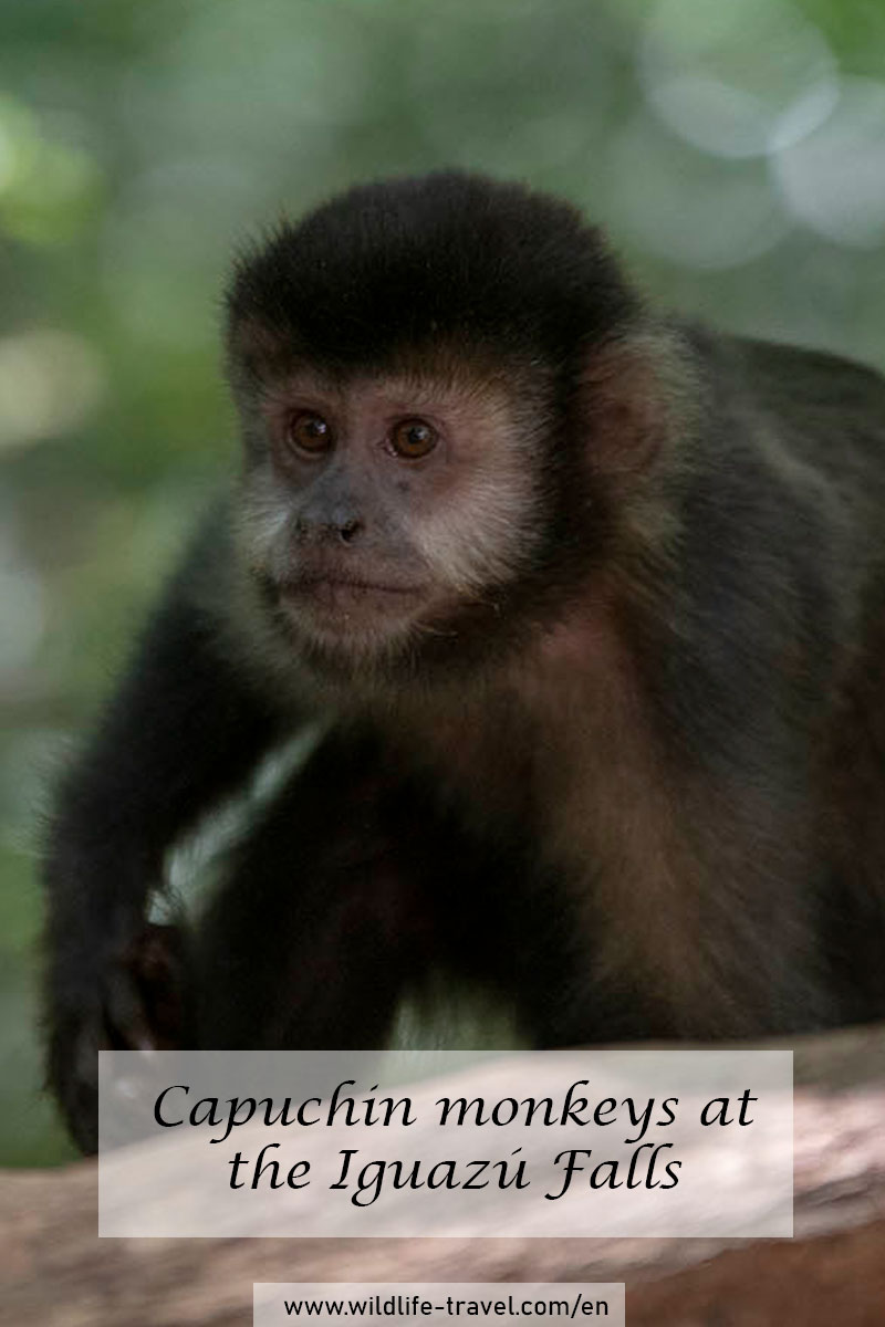 capuchin-monkeys-iguazú-national-park