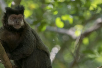 kapuzineraffen-iguazú-wasserfälle