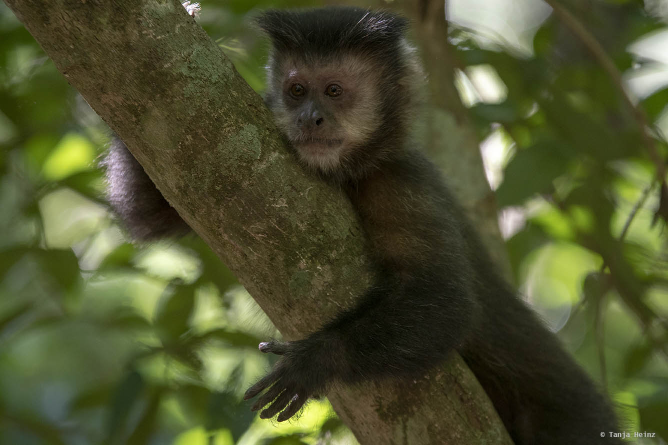 capuchin-monkeys-iguazú-national-park