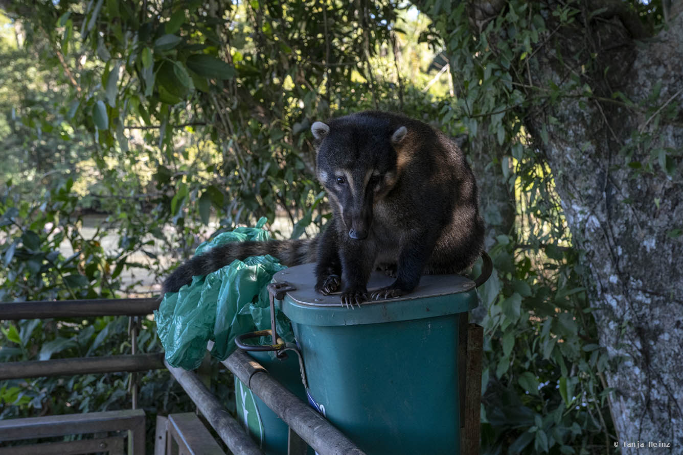 capuchin-monkeys-iguazú-national-park