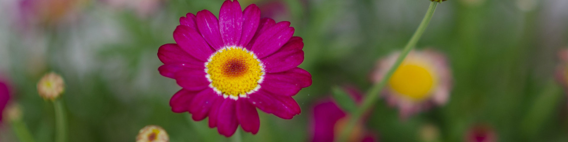 City Nature Challenge