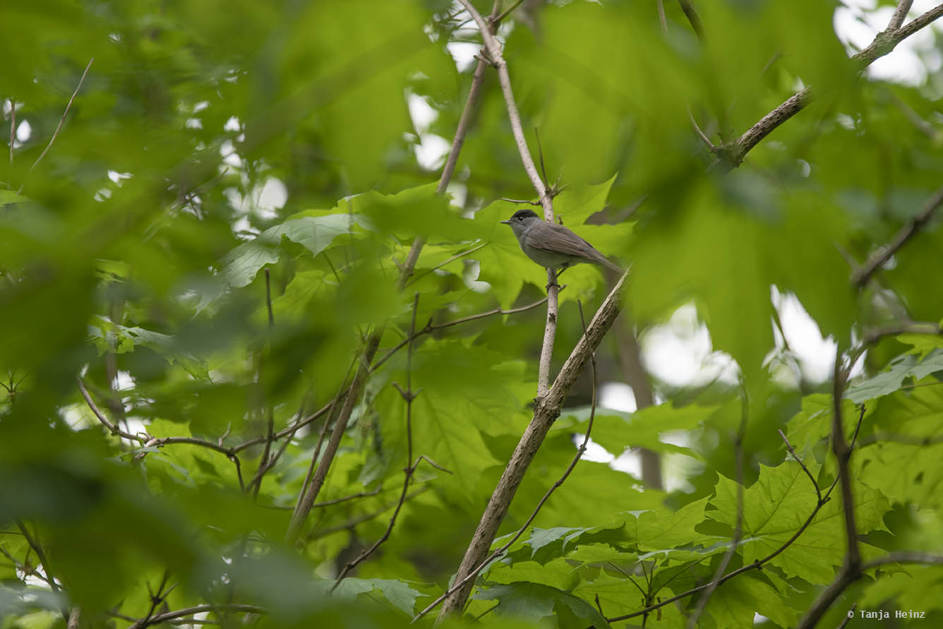 City Nature Challenge